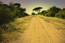 African Dirt Road At Dawn And Distant Thorn Tree