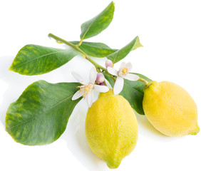 Sticker - lemon  with flowers and leaves