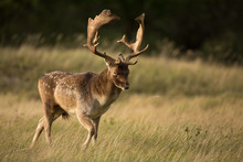 Fallow Deer During The Rutting Season