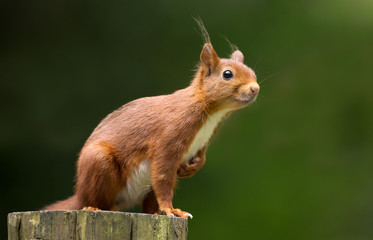 Wall Mural - red squirrel