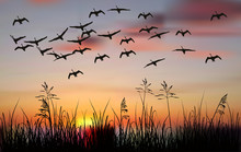 Swans Above Black Grass At Orange Sunset