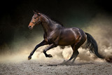 Fototapeta Konie - Black horse run gallop in dust desert