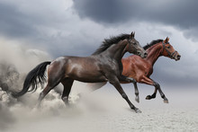 Two Horses Running At A Gallop Along The Sandy Field