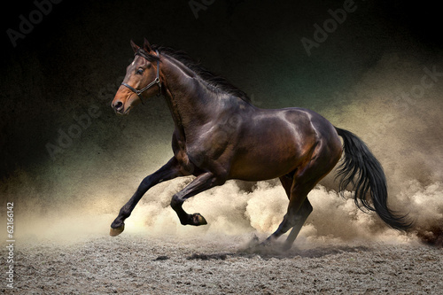 Naklejka na drzwi Black horse run gallop in dust desert