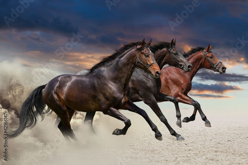 Obraz w ramie Horses running at a gallop along the sandy field