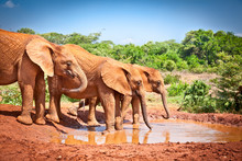 Elephants At The Small Watering Hole In Kenya.