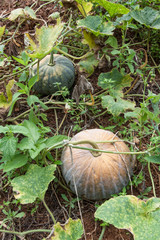 green pumpkin growing on the vegetable patch
