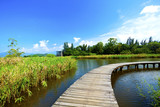 Fototapeta Pomosty - Wetland wooden path in summer