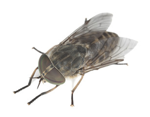 Sticker - Female horsefly isolated on white background