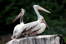 Pelicans On Rock