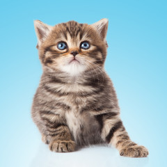 Sticker - kitten on a  blue background