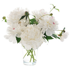 Wall Mural - white peony