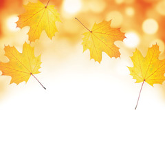 Wall Mural - Autumn leaf background with room for copy space.