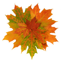 Wall Mural - Colorful Autumn maple leaves.