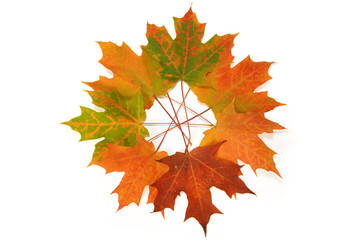 colorful autumn maple leaves arranged in a circle.