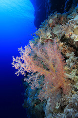 Wall Mural - Beautiful soft coral in the tropical reef of the red sea