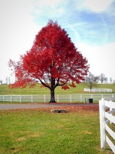Autumn Country Landscape With Big Red Maple Tree