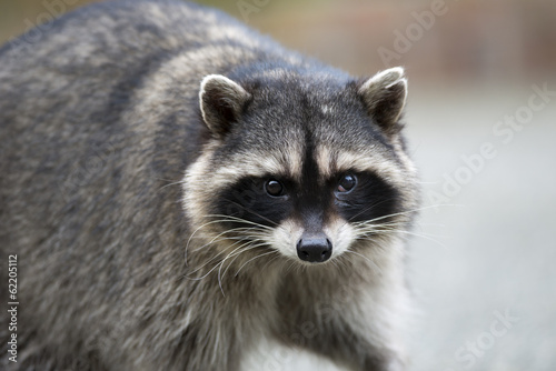 Fotografía Potrait of a common raccoon