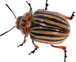 illustration with single colorado potato beetle