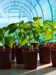 Leinwanddruck Bild - Pepper seedlings in greenhouse