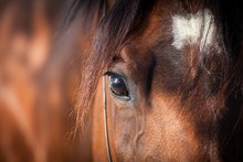 Eye Of Bay Horse Closeup