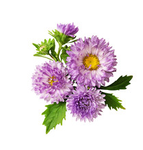 Aster Flowers Composition