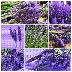 Poster - lavender flowers collage