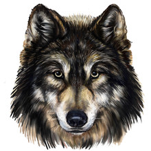 Wolf Illustration Free Stock Photo - Public Domain Pictures