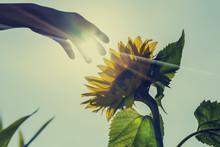 Sunburst Over A Sunflower With A Hand Touching It
