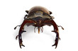 large male of stag beetle (Lucanus cervus) in frontal view