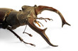 Detail of a large male Stag Beetle (Lucanus cervus)