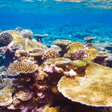 Fototapeta Do akwarium - Coral reef at Maldives
