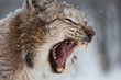 European Lynx in the snow with mouth open showing teeth