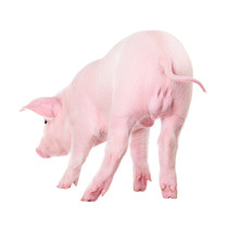 Pink Piggy Back View. Isolated On White Background