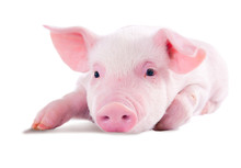 Pink Pig In Lying On His Stomach. Isolated On White Background