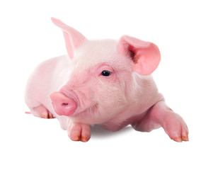 Pink pig in lying on his stomach. Isolated on white background