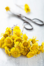 Coltsfoot Flowers And Scissors