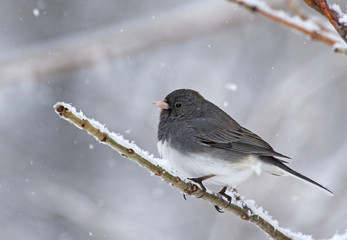 Wall Mural - Dark-eyed Junco, Junco hyemalis