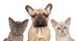 Fototapeta Koty - French bulldog and two kittens