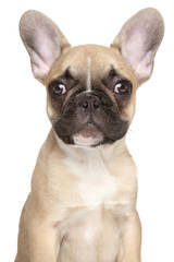 Sticker - French bulldog puppy close-up portrait