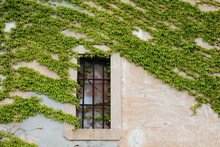Ivy Wall With Window