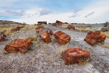 Wall Mural - Petrified wood of triassic period in Petrified Forest