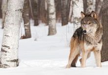 Grey Wolf (Canis Lupus) Stands Between Trees