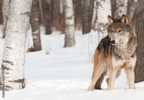 Photographie Loup gris (Canis lupus) se trouve entre les arbres