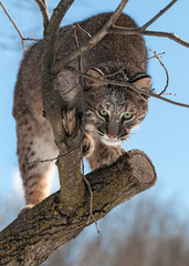 Bobcat (Lynx rufus) Stalks from Tree