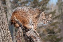 Bobcat (Lynx Rufus) Crouches On Snowy Stump