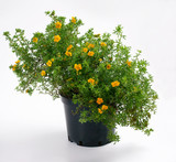 Fototapeta Lawenda - Potentilla fruticosa Hopley's Orange in a pot - cinquefoils