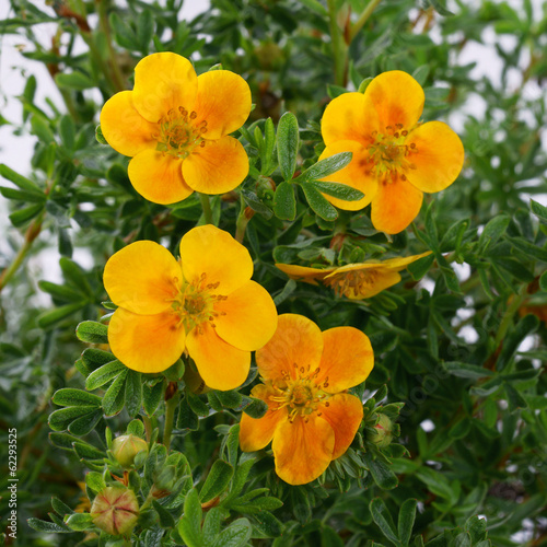 Foto Potentilla fruticosa Hopleys Orange in einem Topf - Cinquefoils