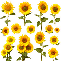 Fotomurales - Sunflowers collection on the white background