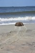 Horseshoe Crab on Its Way into the Ocean